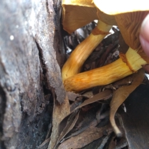 Gymnopilus junonius at Cooma, NSW - 18 Apr 2022