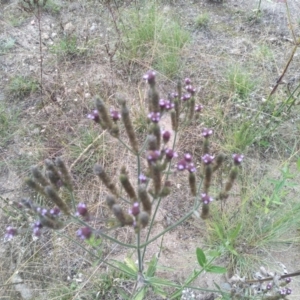 Verbena incompta at Cooma, NSW - 18 Apr 2022