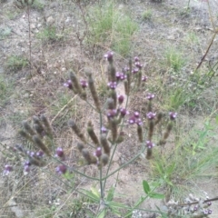 Verbena incompta (Purpletop) at Cooma, NSW - 18 Apr 2022 by mahargiani