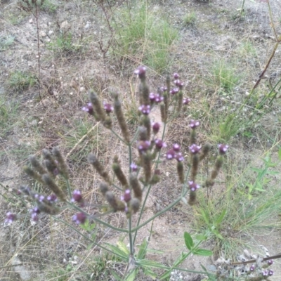 Verbena incompta (Purpletop) at Cooma North Ridge Reserve - 18 Apr 2022 by mahargiani