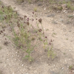 Verbena incompta at Cooma, NSW - 18 Apr 2022