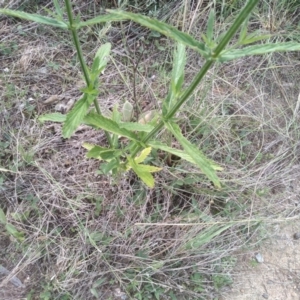 Verbena incompta at Cooma, NSW - 18 Apr 2022