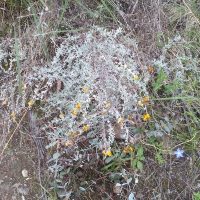 Chrysocephalum apiculatum (Common Everlasting) at Cooma, NSW - 18 Apr 2022 by mahargiani