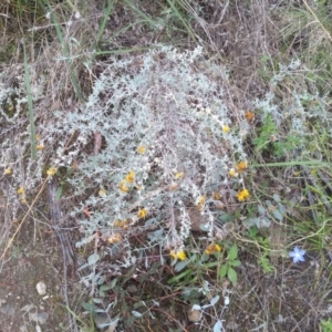 Chrysocephalum apiculatum at Cooma, NSW - 18 Apr 2022
