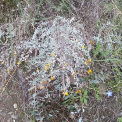 Chrysocephalum apiculatum (Common Everlasting) at Cooma North Ridge Reserve - 18 Apr 2022 by mahargiani