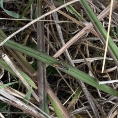 Macrotona securiformis (Inland Macrotona) at Murrumbateman, NSW - 18 Apr 2022 by SimoneC