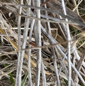 Macrotona securiformis at Murrumbateman, NSW - 18 Apr 2022