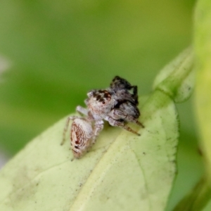 Opisthoncus grassator at Hughes, ACT - 18 Apr 2022