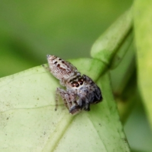 Opisthoncus grassator at Hughes, ACT - suppressed