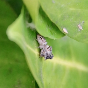 Opisthoncus grassator at Hughes, ACT - suppressed