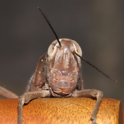 Unidentified Grasshopper (several families) at Wellington Point, QLD - 31 Mar 2022 by TimL