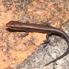 Lampropholis delicata at Wellington Point, QLD - 26 Mar 2022 by TimL