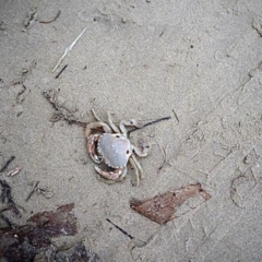 Unidentified Crab (TBC) at Goolwa Beach, SA - 17 Apr 2022 by SamC_ 