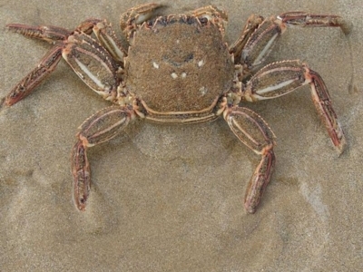 Unidentified Crab (TBC) at Goolwa Beach, SA - 17 Apr 2022 by SamC_ 