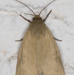 Heliocheilus moribunda (A Noctuid moth) at Melba, ACT - 6 Mar 2022 by kasiaaus