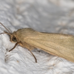 Heliocheilus moribunda at Melba, ACT - 6 Mar 2022