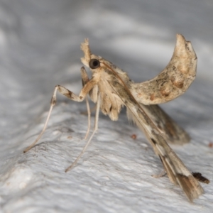 Sceliodes cordalis at Melba, ACT - 6 Mar 2022