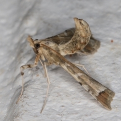 Sceliodes cordalis at Melba, ACT - 6 Mar 2022 01:02 AM