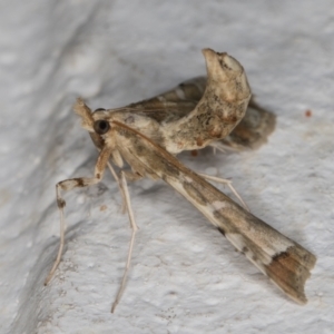 Sceliodes cordalis at Melba, ACT - 6 Mar 2022