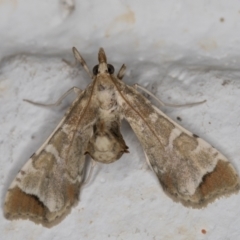 Sceliodes cordalis at Melba, ACT - 6 Mar 2022