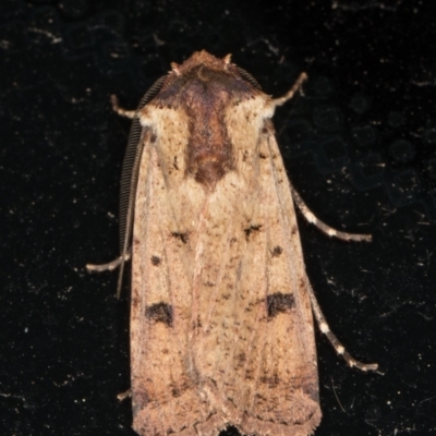 Agrotis porphyricollis (Variable Cutworm) at Melba, ACT - 5 Mar 2022 by kasiaaus