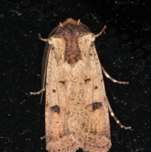 Agrotis porphyricollis at Melba, ACT - 6 Mar 2022