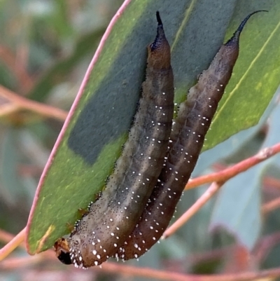 Lophyrotoma interrupta (Cattle Poisoning Sawfly) at Numeralla, NSW - 18 Apr 2022 by Steve_Bok