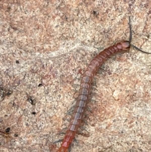 Scolopendromorpha (order) at Numeralla, NSW - 18 Apr 2022