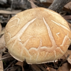 Unidentified Cap on a stem; gills below cap [mushrooms or mushroom-like] (TBC) at Kybeyan State Conservation Area - 18 Apr 2022 by Steve_Bok