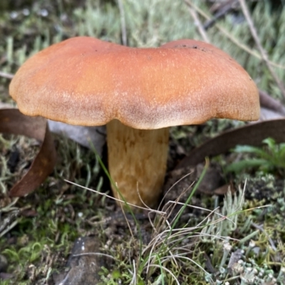 Unverified Cap on a stem; gills below cap [mushrooms or mushroom-like] at Numeralla, NSW - 18 Apr 2022 by SteveBorkowskis
