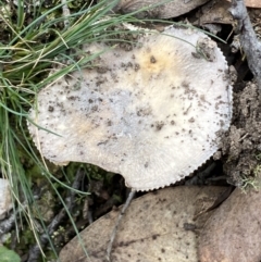 zz agaric (stem; gills white/cream) at Numeralla, NSW - 18 Apr 2022 by Steve_Bok