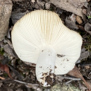 zz agaric (stem; gills white/cream) at Numeralla, NSW - 18 Apr 2022
