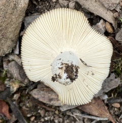 zz agaric (stem; gills white/cream) at Numeralla, NSW - 18 Apr 2022