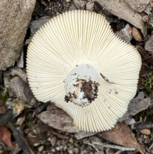 zz agaric (stem; gills white/cream) at Numeralla, NSW - 18 Apr 2022