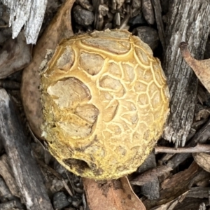 Scleroderma sp. at Numeralla, NSW - 18 Apr 2022