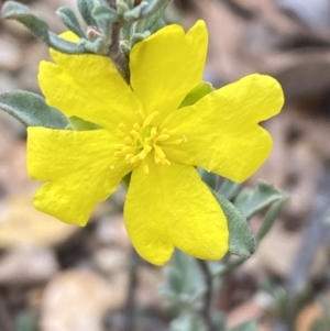 Hibbertia obtusifolia at Numeralla, NSW - 18 Apr 2022