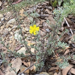 Hibbertia obtusifolia at Numeralla, NSW - 18 Apr 2022