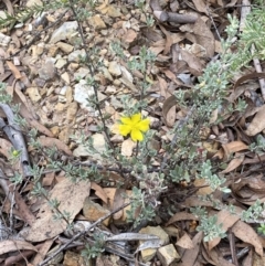Hibbertia obtusifolia at Numeralla, NSW - 18 Apr 2022