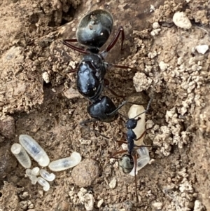 Camponotus suffusus at Numeralla, NSW - 18 Apr 2022 04:08 PM