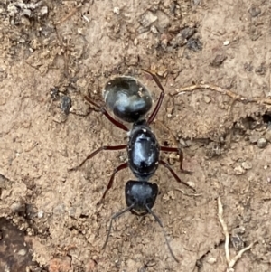 Camponotus suffusus at Numeralla, NSW - 18 Apr 2022 04:08 PM