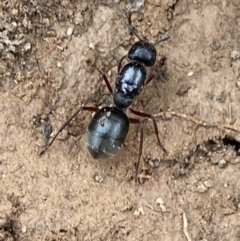 Camponotus suffusus at Numeralla, NSW - 18 Apr 2022 04:08 PM