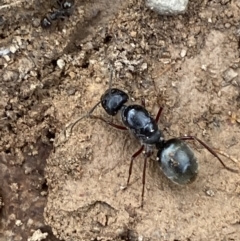 Camponotus suffusus at Numeralla, NSW - 18 Apr 2022 04:08 PM