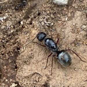 Camponotus suffusus at Numeralla, NSW - 18 Apr 2022