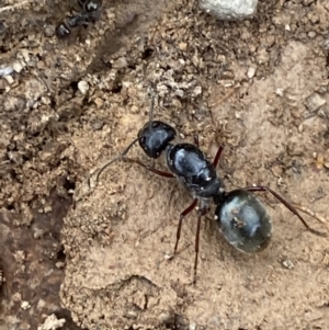 Camponotus suffusus at Numeralla, NSW - 18 Apr 2022 04:08 PM