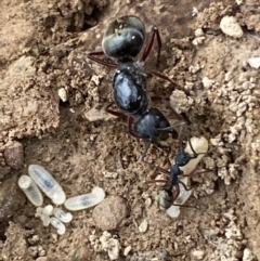 Camponotus suffusus at Numeralla, NSW - 18 Apr 2022 04:08 PM