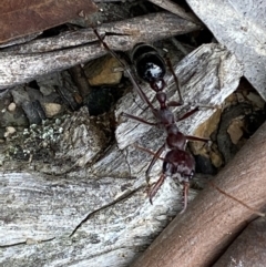 Myrmecia simillima (A Bull Ant) at Numeralla, NSW - 18 Apr 2022 by Steve_Bok