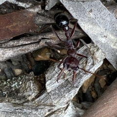 Myrmecia simillima at Numeralla, NSW - 18 Apr 2022