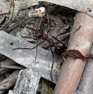 Myrmecia simillima at Numeralla, NSW - 18 Apr 2022