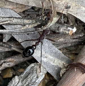 Myrmecia simillima at Numeralla, NSW - 18 Apr 2022