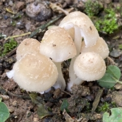 Unidentified Cap on a stem; gills below cap [mushrooms or mushroom-like] at Numeralla, NSW - 15 Apr 2022 by Steve_Bok